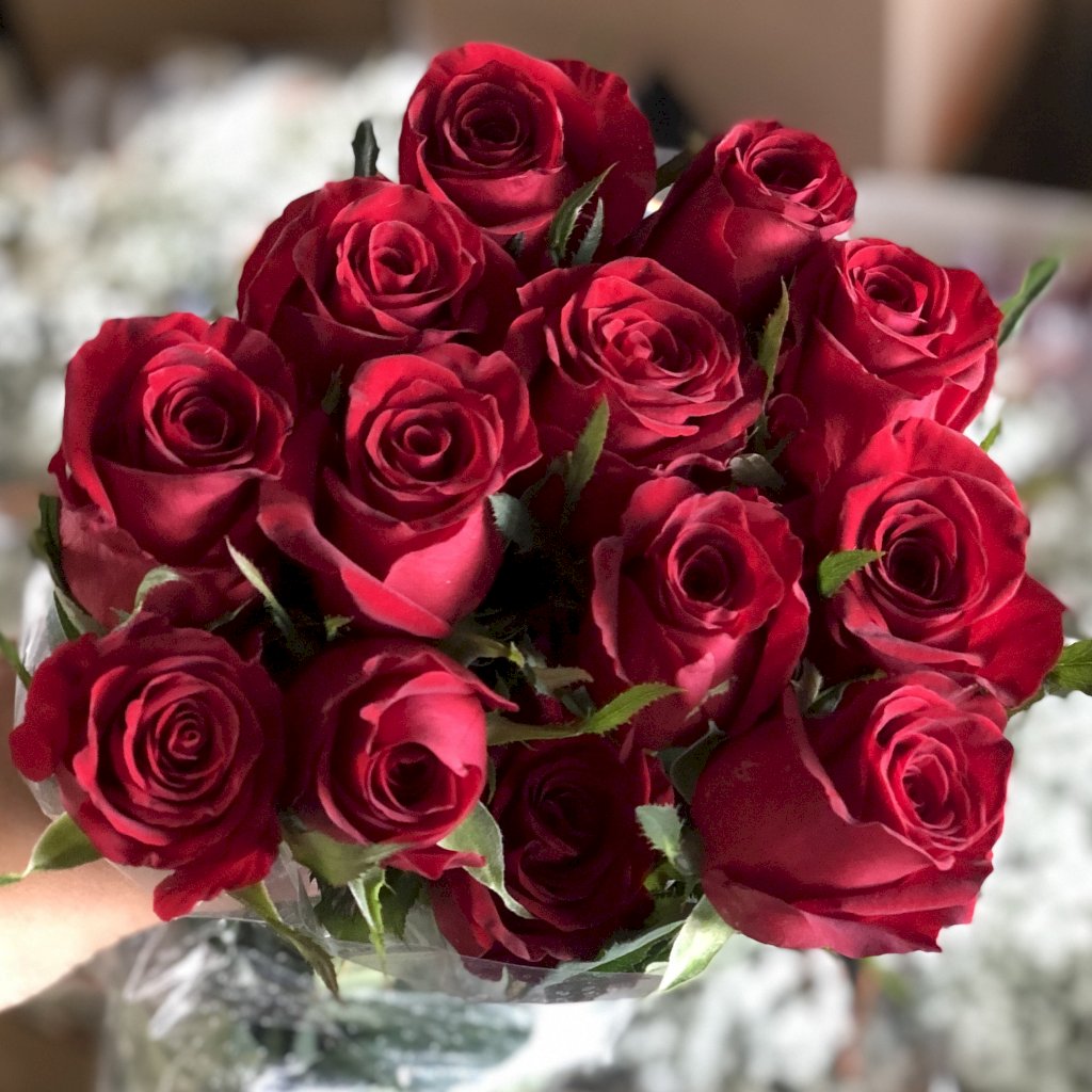 Rosa Ipanema Swart 50cm