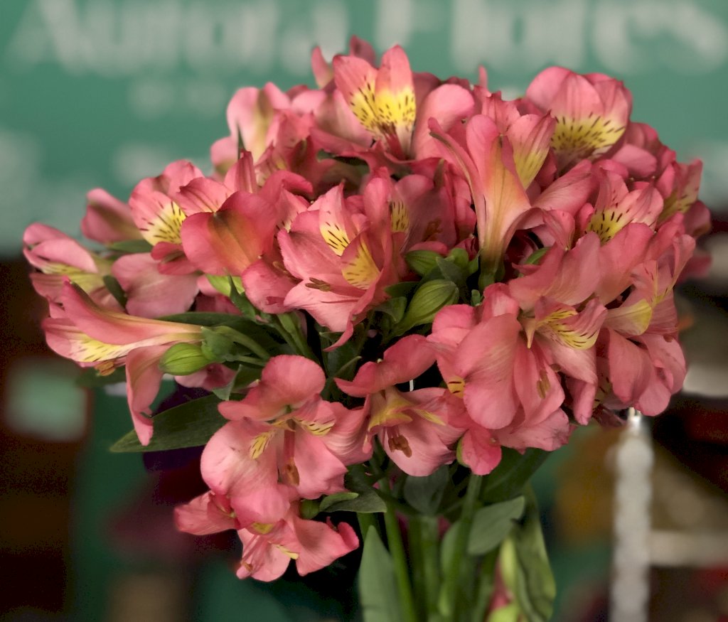 Alstroemeria rosa Livorno