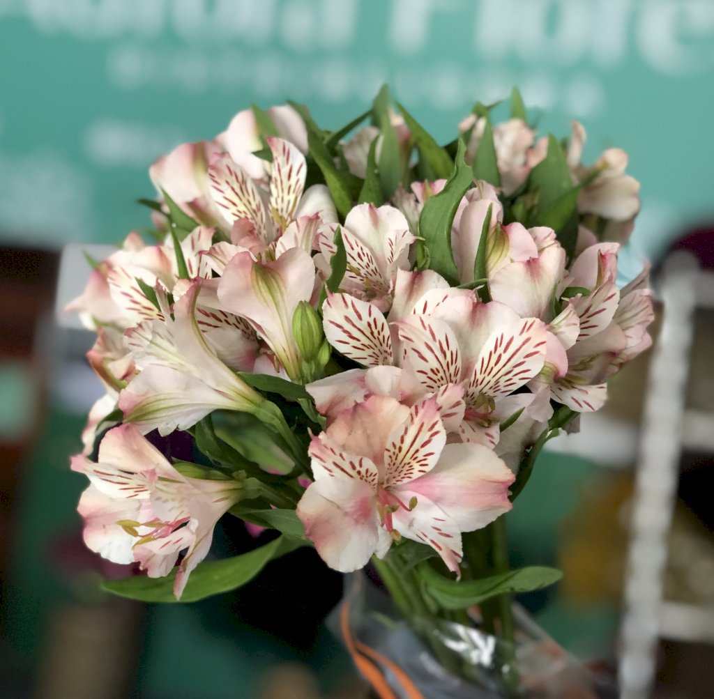 Alstroemeria rosa Papilon