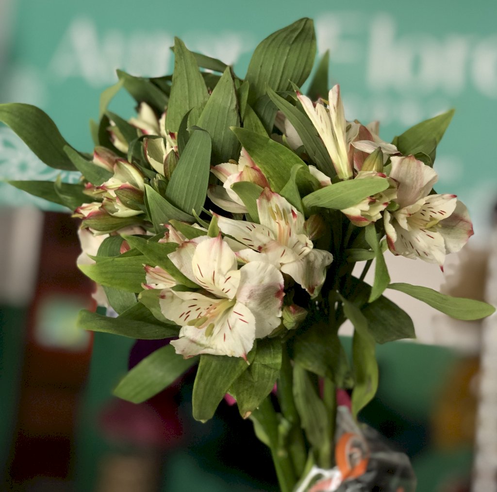 Alstroemeria creme/chá