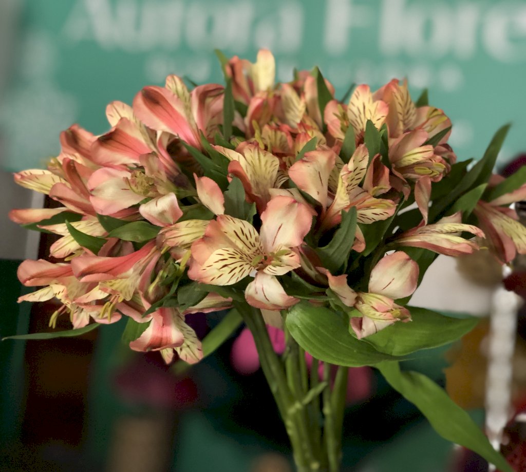 Alstroemeria salmão Milos