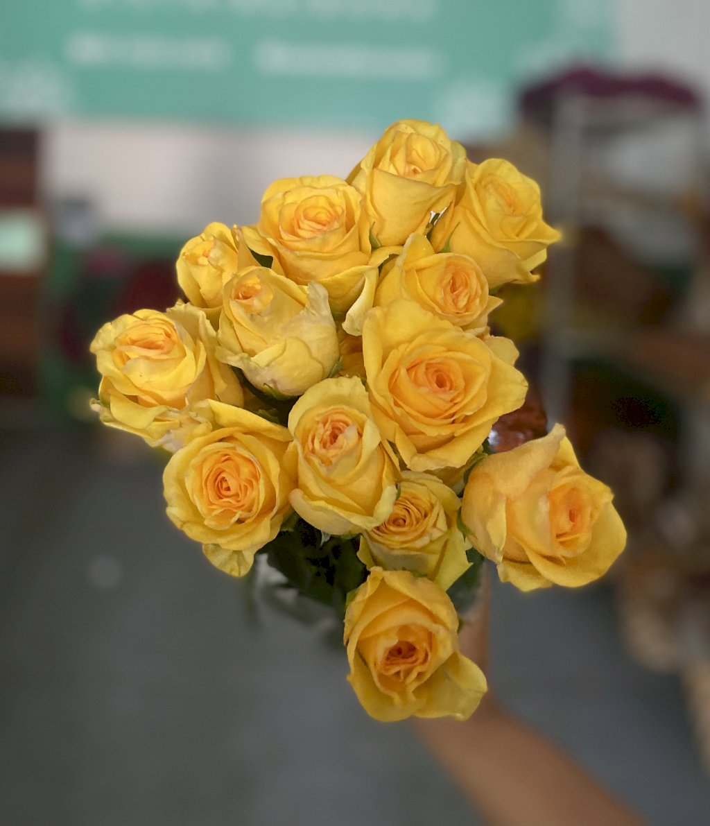 Rosa Dejavu 40cm
