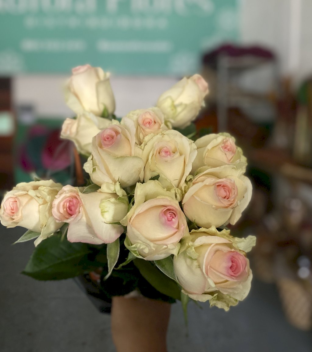 Rosa Zilda 40cm