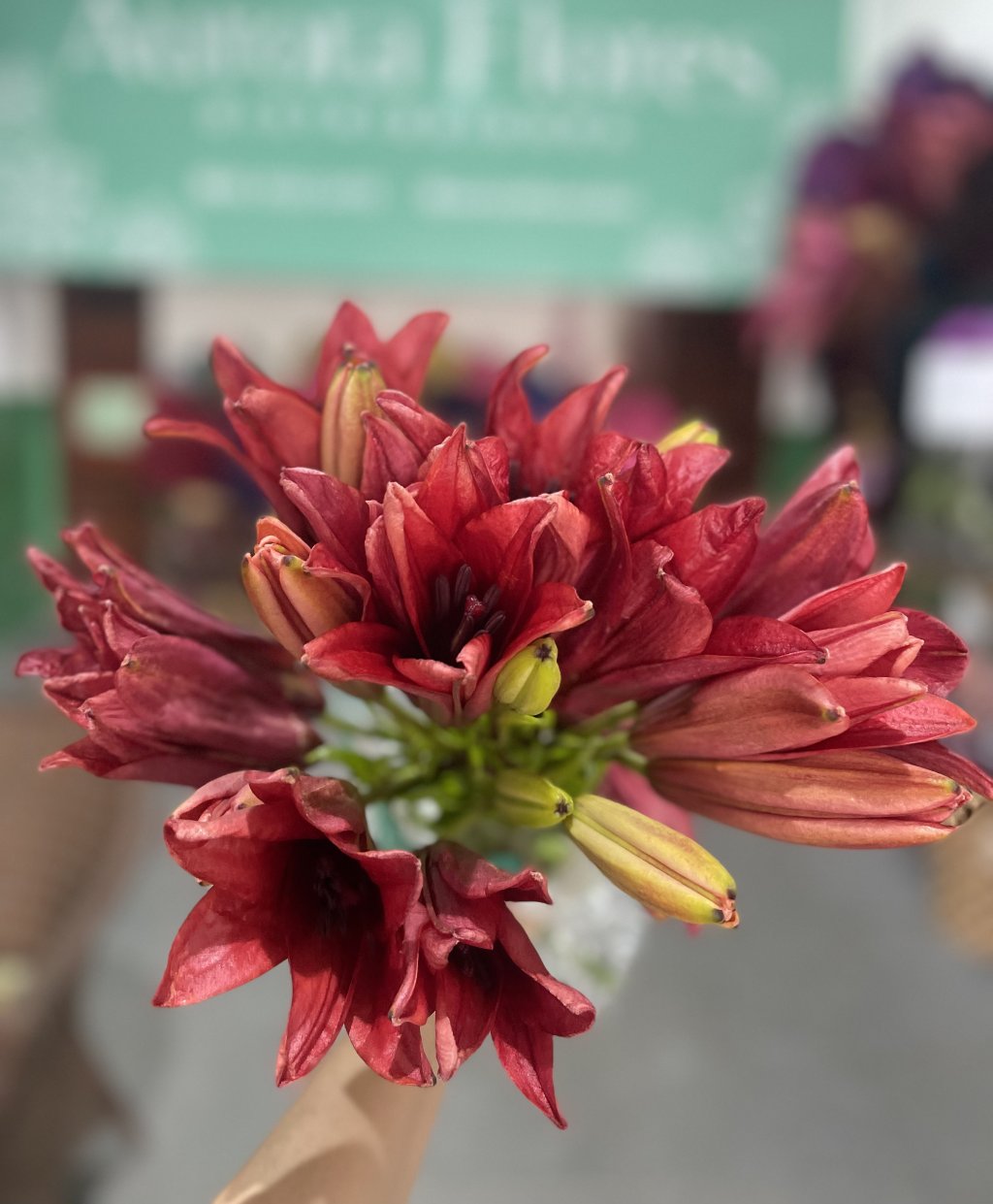 Lirio vermelho