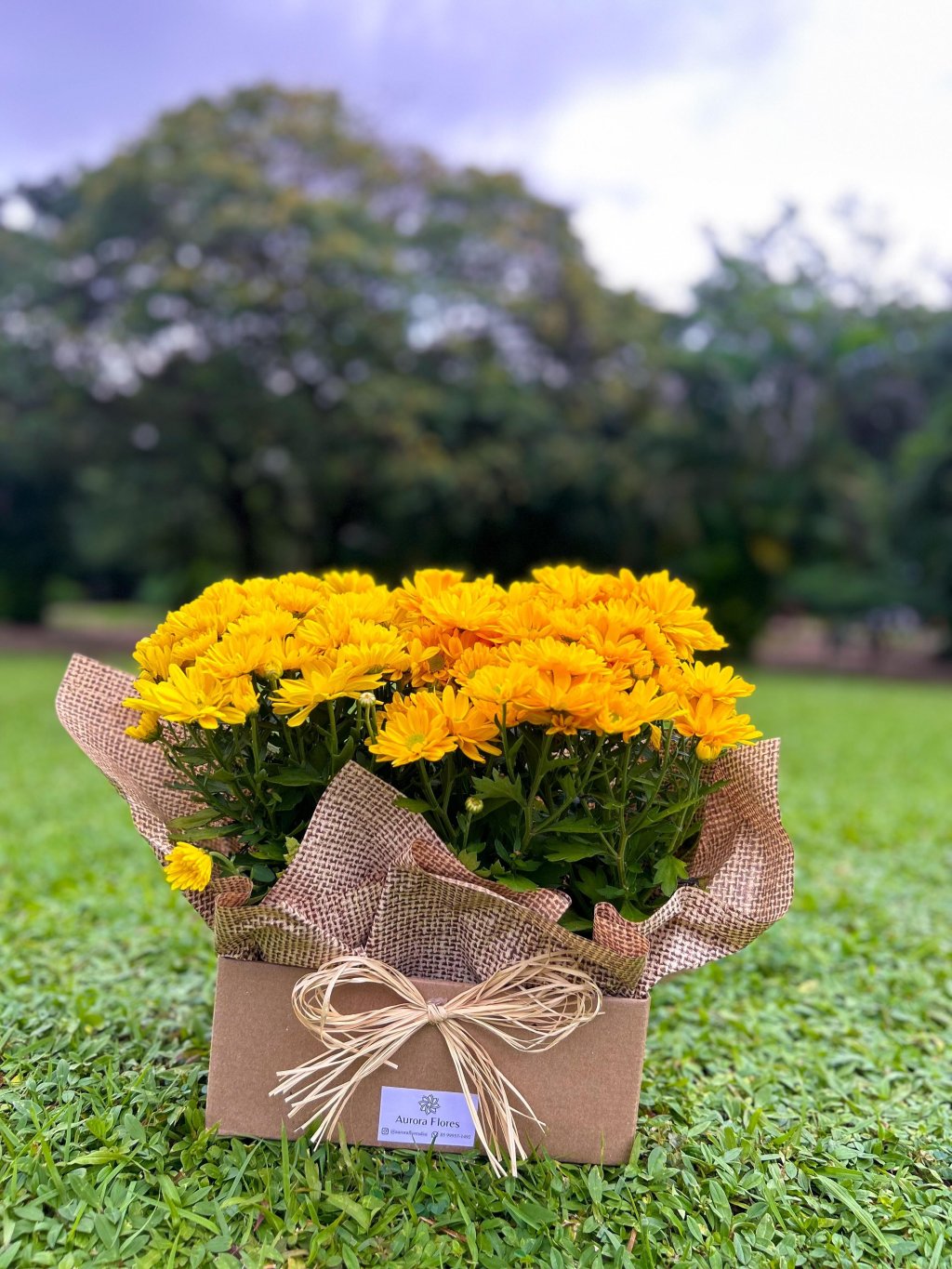 MARGARIDA NA BOX DUPLA (1906)