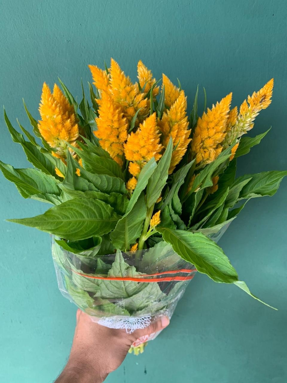 CELOSIA RABO DE GATO AMARELA