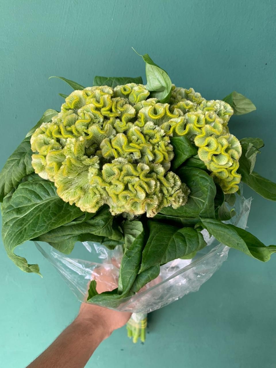 CELOSIA CRISTA DE GALO VERDE