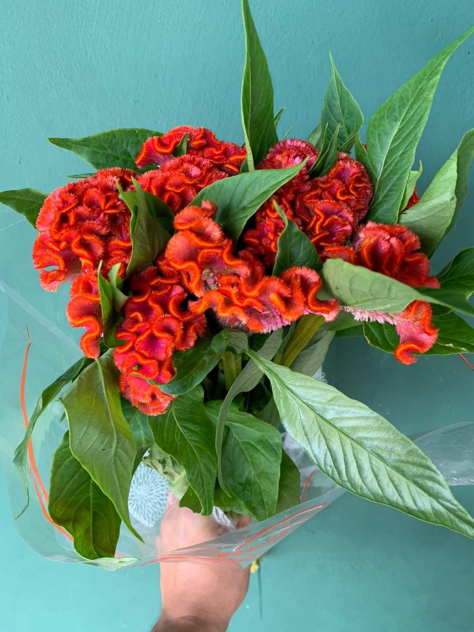 CELOSIA CRISTA DE GALO LARANJA