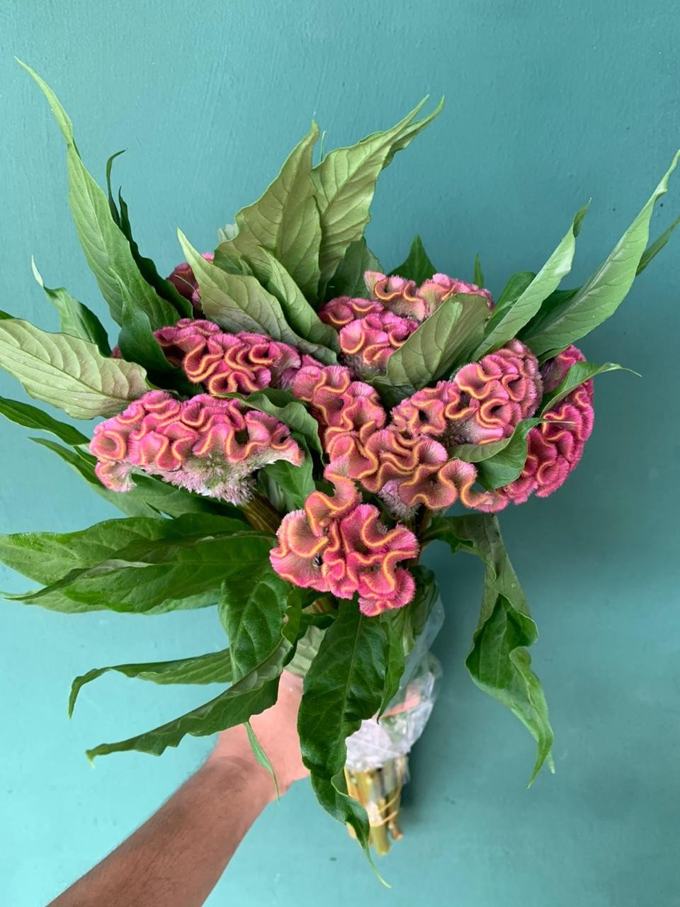 CELOSIA CRISTA DE GALO ROSA