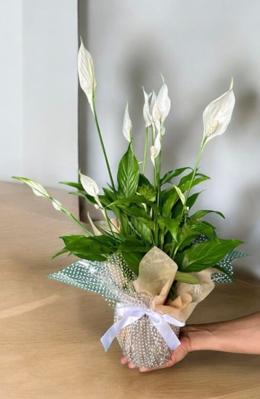 LÍRIO DA PAZ EMBALADO (787)