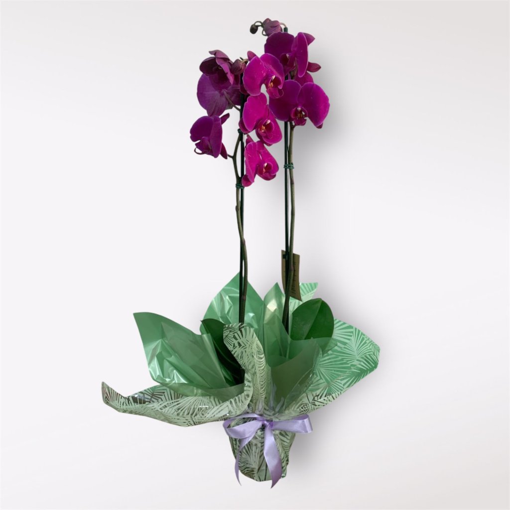 ORQUÍDEA EMBALADA (1476)