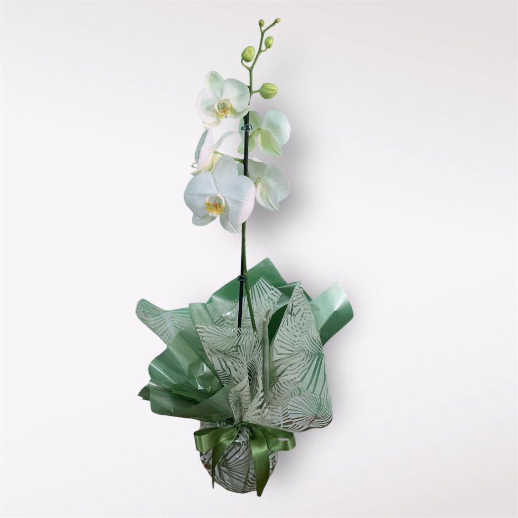 Orquídea branca na box (542)