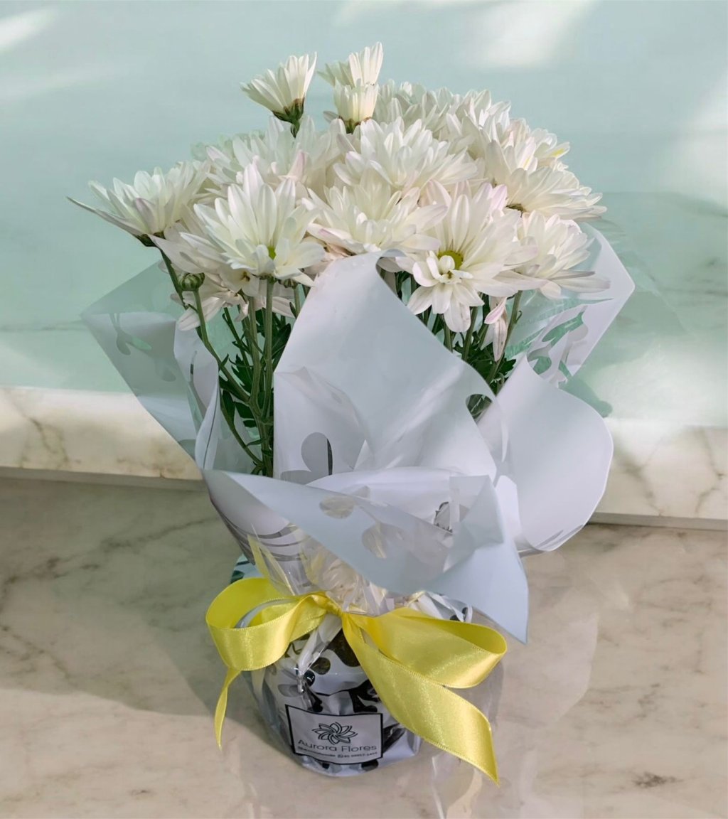 MARGARIDA BRANCA PLANTADA EMBALADA (1909)