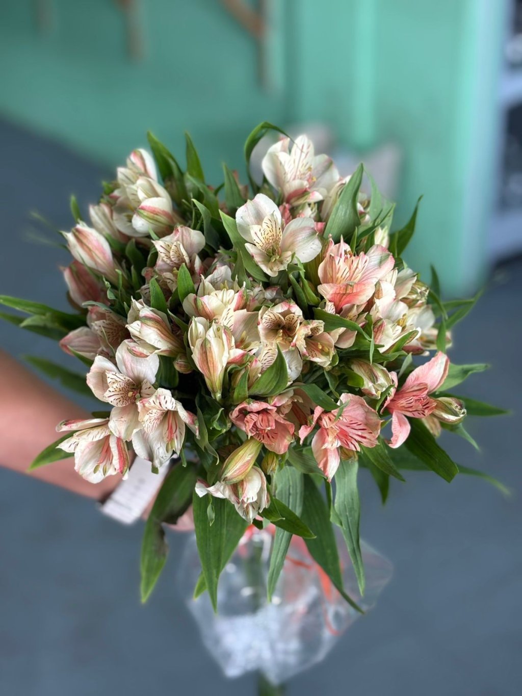 Alstromeria Salmão Canyo