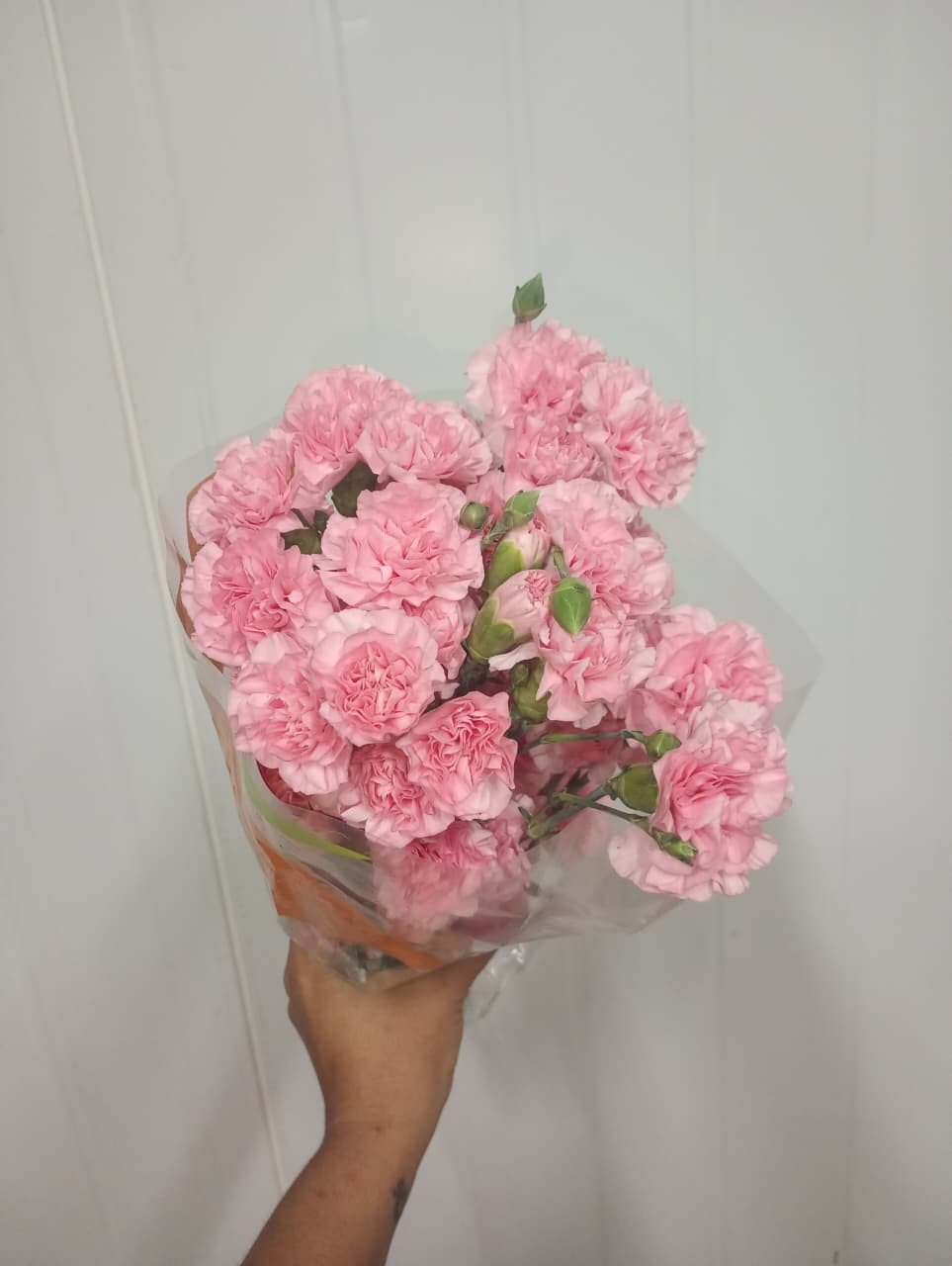 Cravina rosa