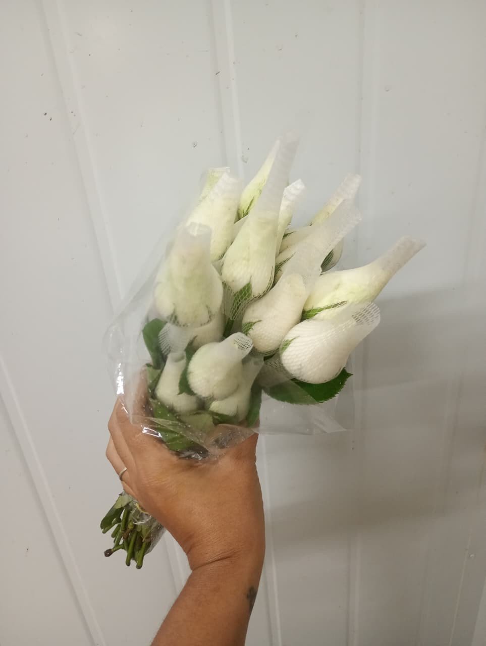 Rosa advance 50cm
