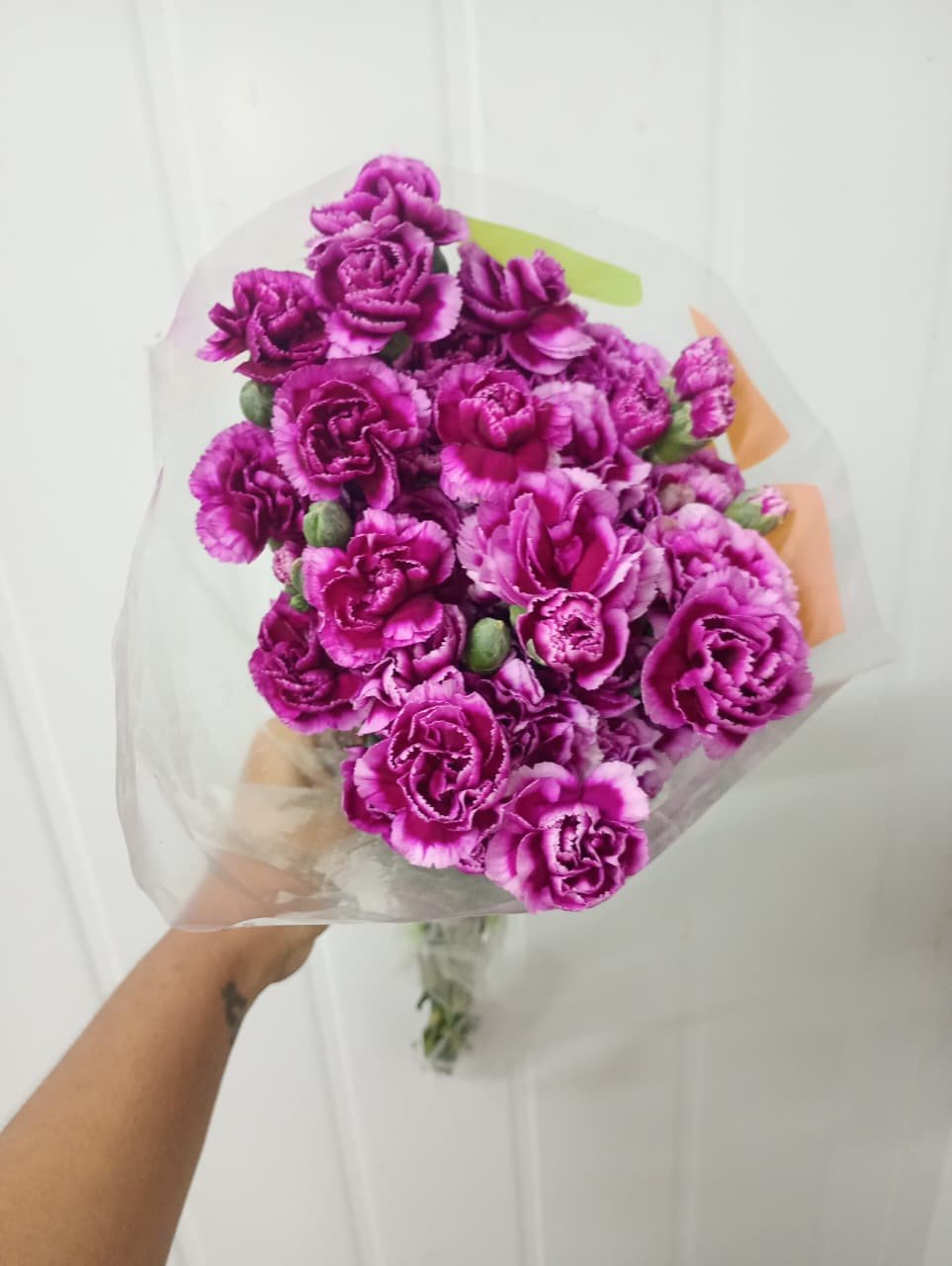 Cravina lilas/creme