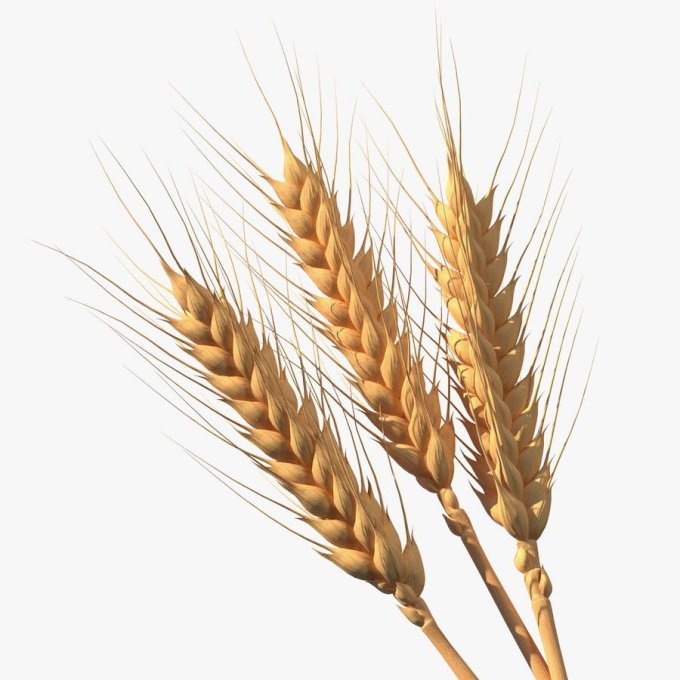 TRIGO ESPIGA HASTE
