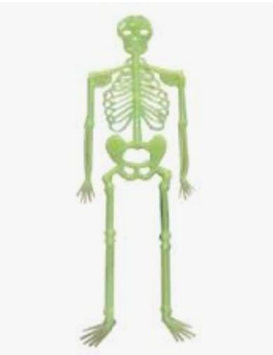 ESQUELETO FLUOR 33CM