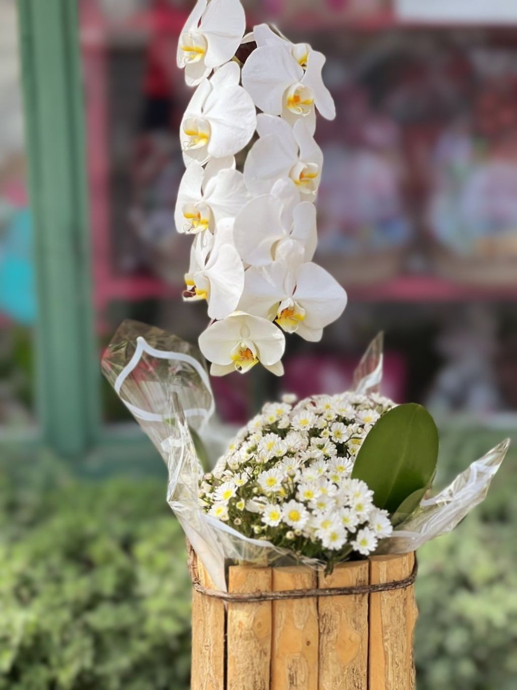 Orquídea Cascata branca em cachepô Madeira com margarida