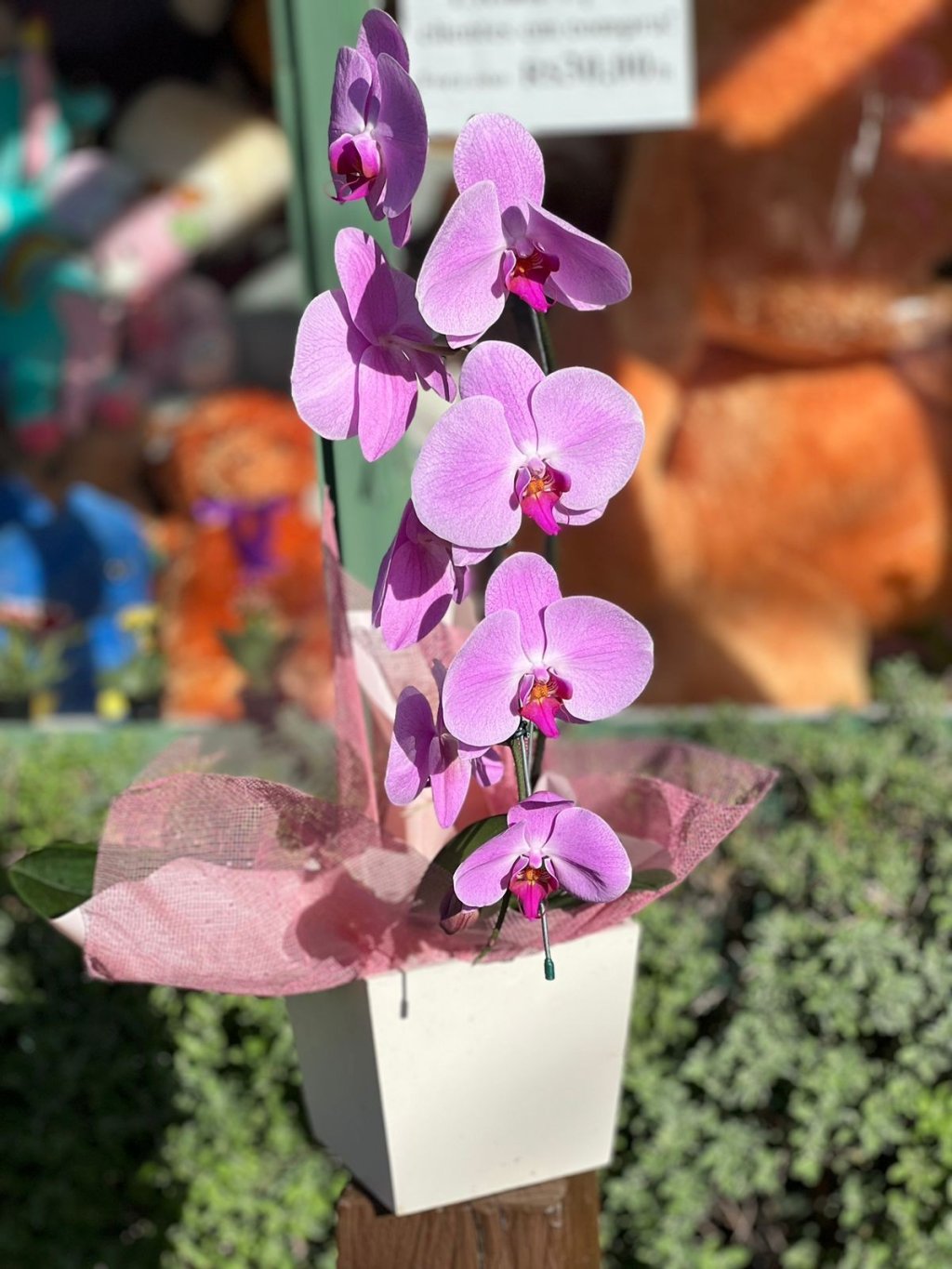 Orquídea Cascata Lilás em cachepô Madeira