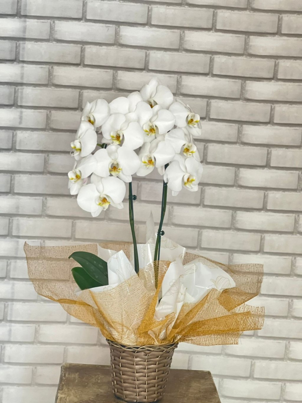 Orquídea Phalaenopse Branca 02 hastes