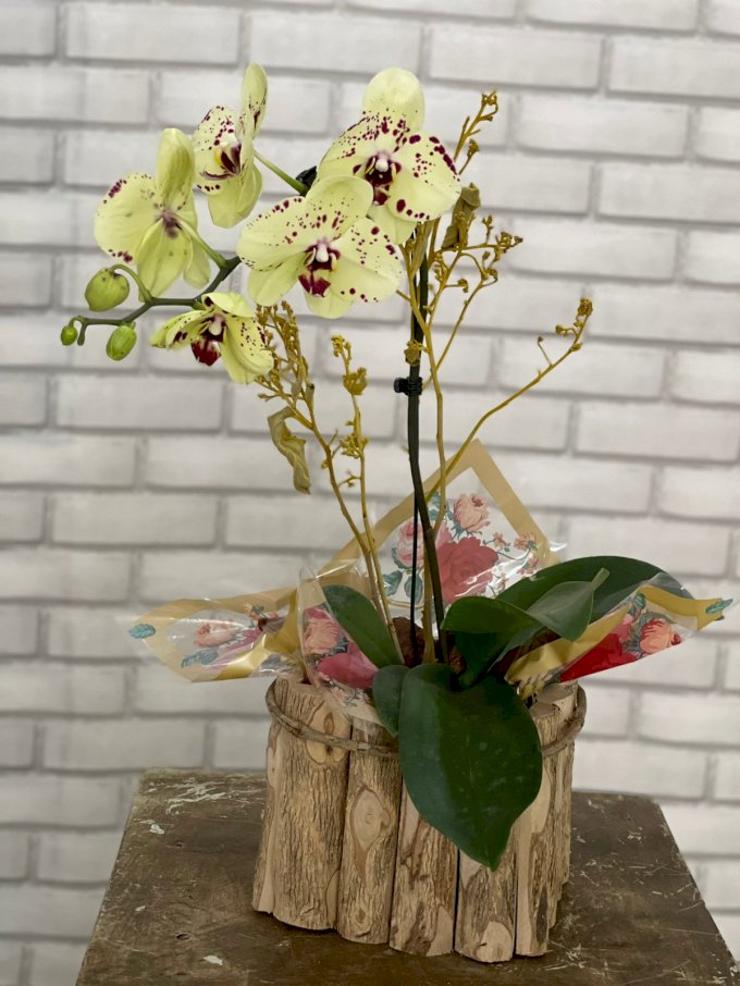 Orquídea Cascata Amarela