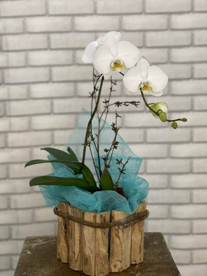 Orquídea Branca