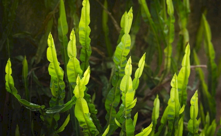 CHÁ CARQUEJA AMARGA - 50grs