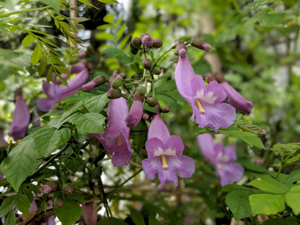  CHÁ CAROBINHA - 50grs