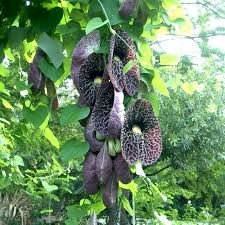 CHÁ CIPÓ MIL HOMENS - 50grs