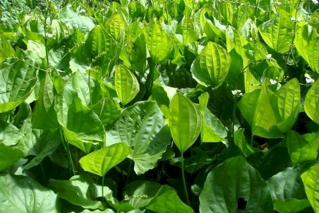 CHÁ CHAPÉU DE COURO - 40grs