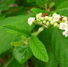 CHÁ ERVA BALEEIRA - 50grs