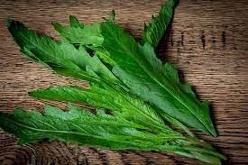 CHÁ ERVA SANTA MARIA - MENSTRUZ - 50grs