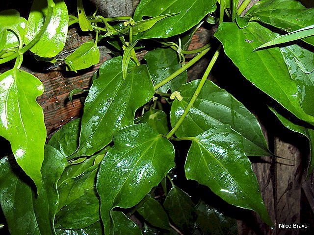 CHÁ GUACO FOLHA - 50grs