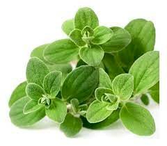 CHÁ MANJERONA - 50grs