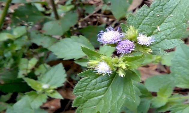 CHÁ MENTRASTO - 50grs