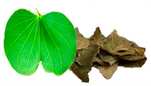 CHÁ PATA DE VACA - 50grs 