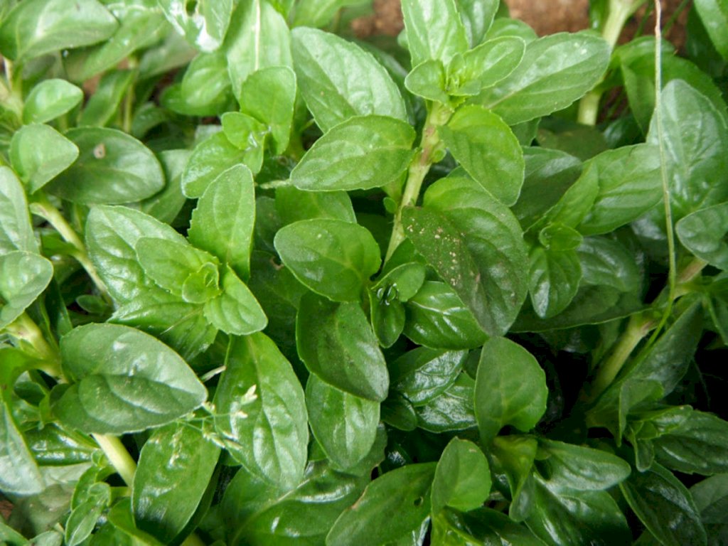 CHÁ POEJO FOLHA - 50grs