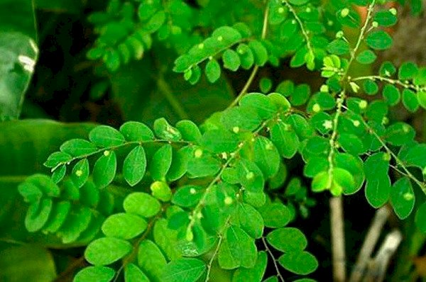 CHÁ QUEBRA PEDRA - 50grs