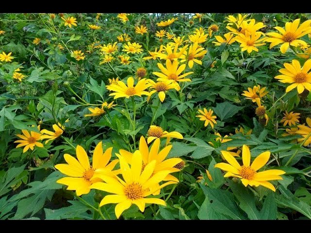 CHÁ MÃO DE DEUS - 50grs