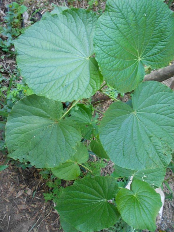 CHÁ PARIPAROBA - 50grs 