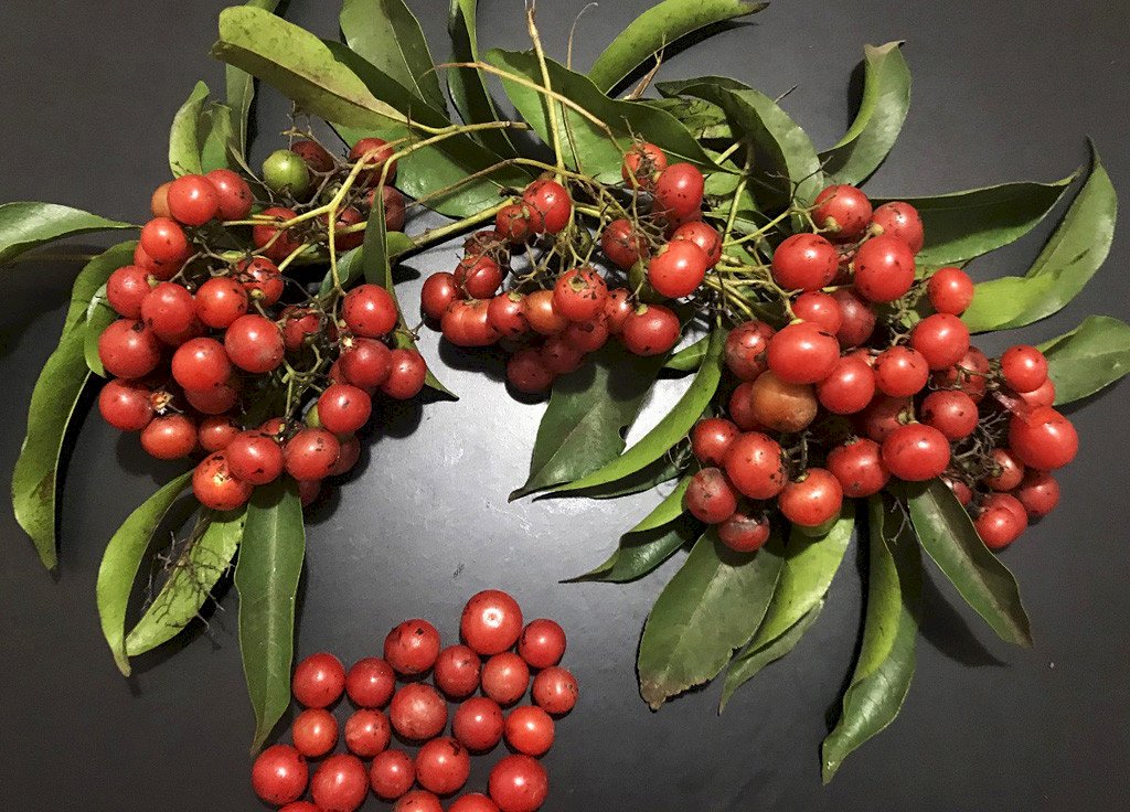 CHÁ PORANGABA - CHÁ DE BUGRE - 50grs