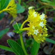 CHÁ DOURADINHA - 50grs