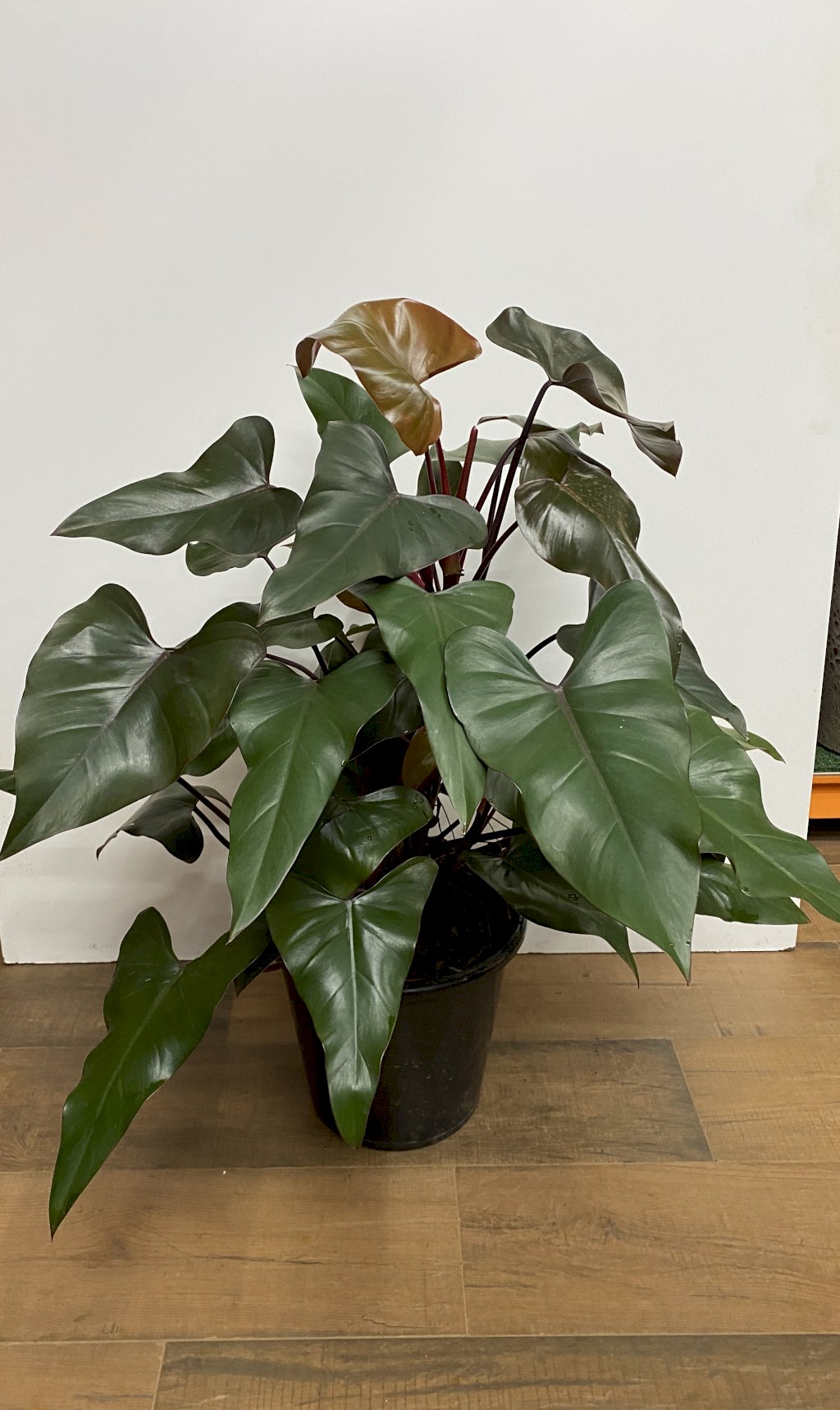 PHILODENDRON DARK LORD (P30)
