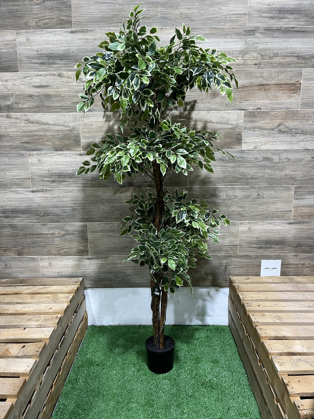 FÍCUS VARIEGATA 1,70M - PERMANENTE