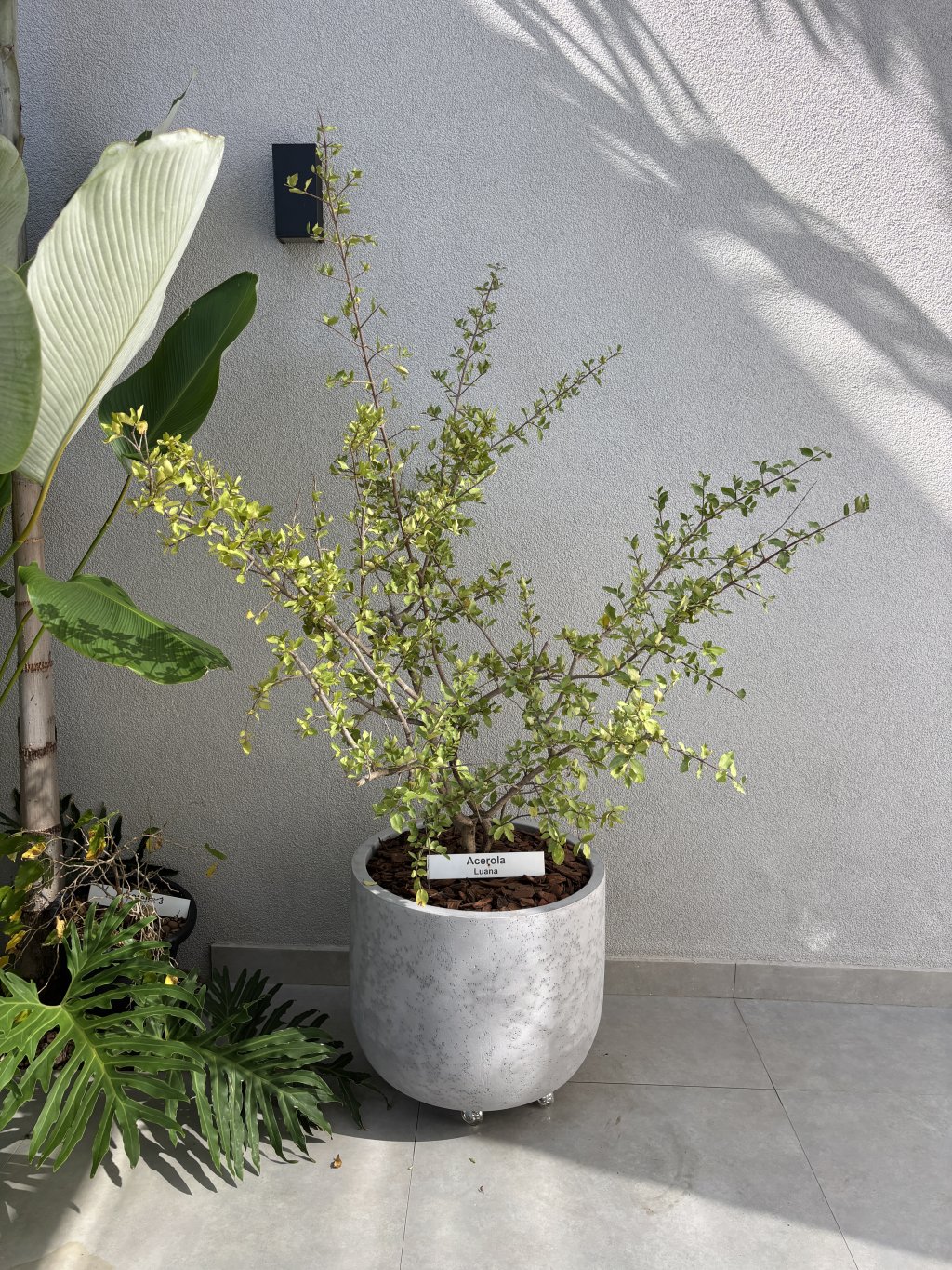 VASO POLIETILENO - (A46 x D57)