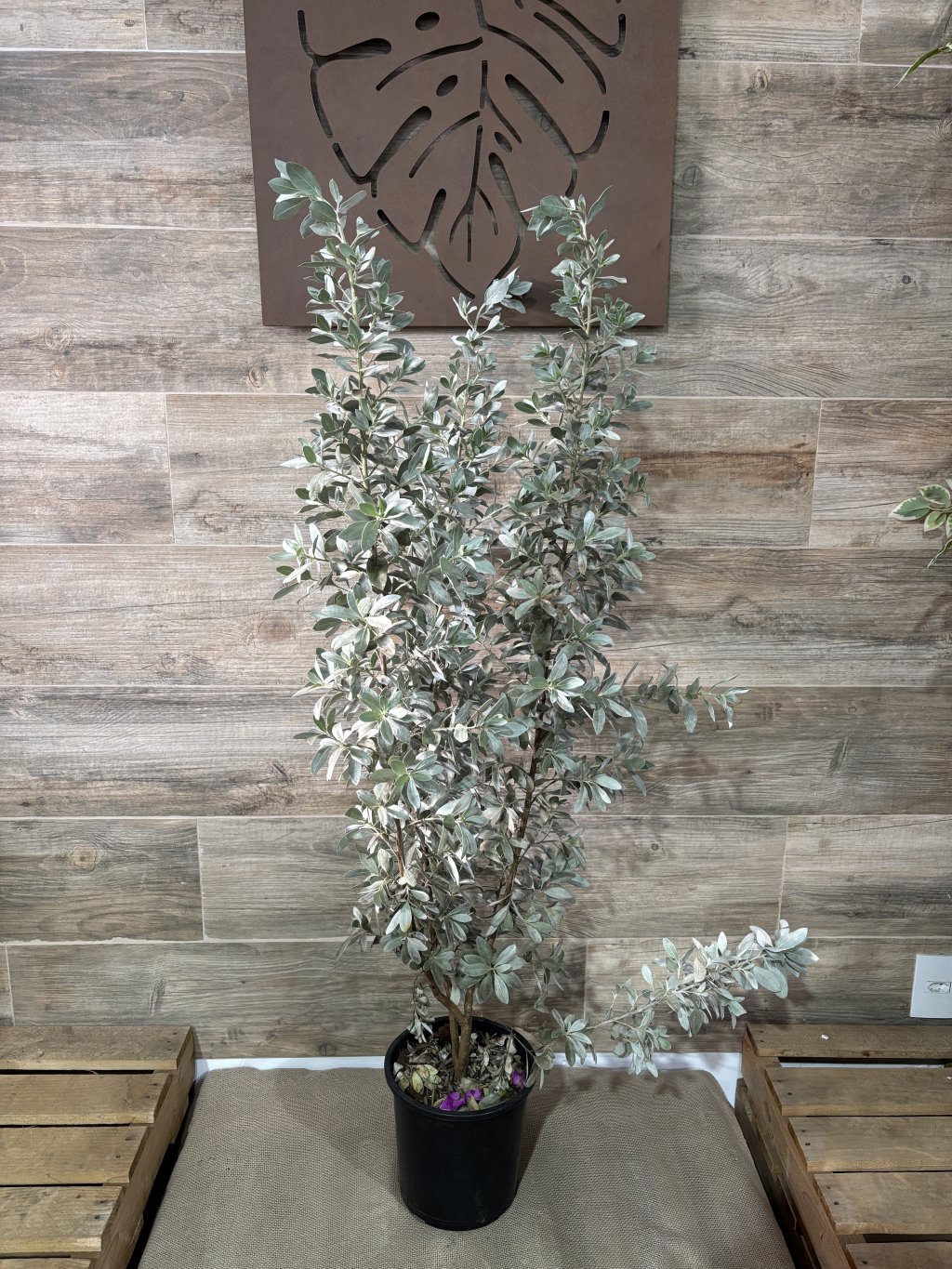 CONOCARPUS PRATEADO