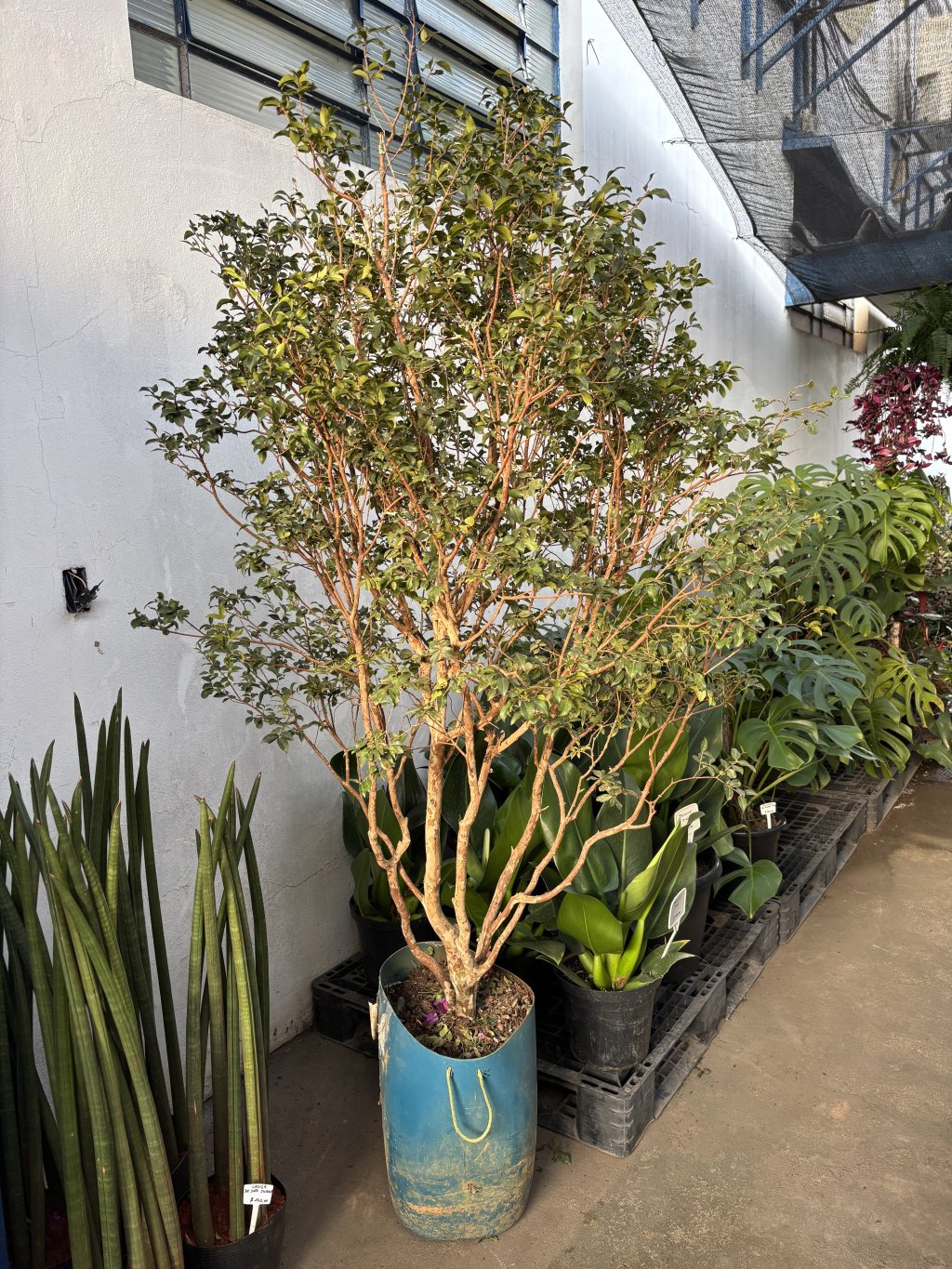 JABUTICABEIRA SABARA 
