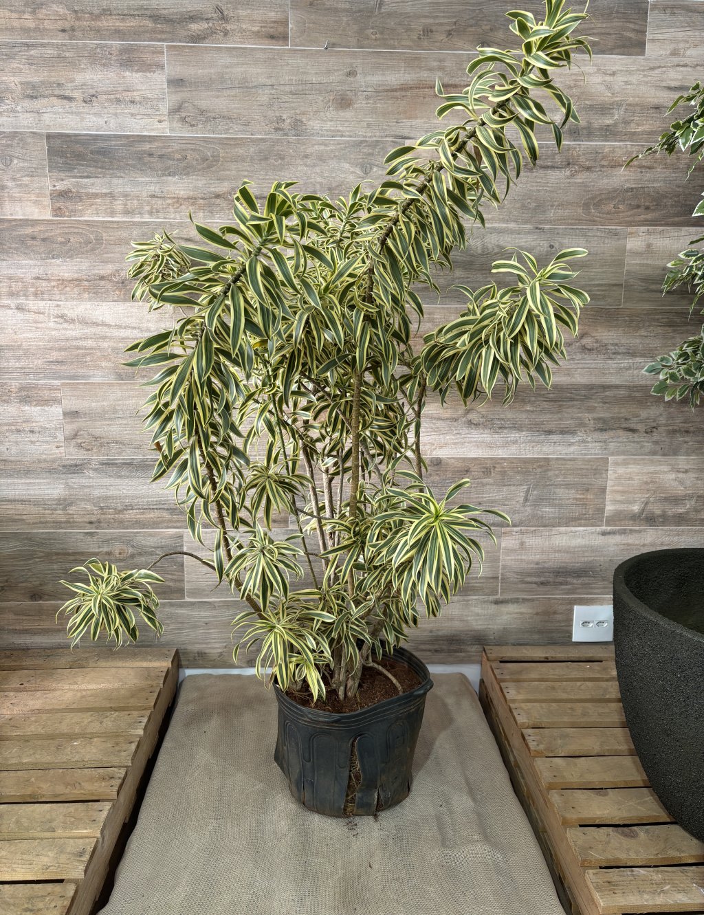 DRACENA PLEOMELE VARIEGATA 